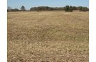 Property photo 53 - 110+/- Acres offered in 4 Tillable Tracts